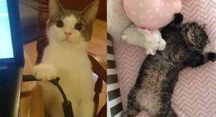 Cats are the masters of the house (18 photos)