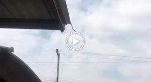 In Australia filmed a snake that flies from the roof
