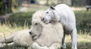 Newborn liger cubs: cubs of a white lion and a white tigress