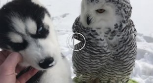 The menacing appearance of the polar owl did not stop the little husky from making friends with it