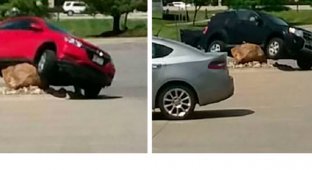 Камень, поднимающий машины, стал местной достопримечательностью (18 фото)