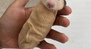 Как хомякам делают компьютерную томографию (3 фото)