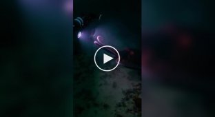 An octopus became interested in the cameraman's camera