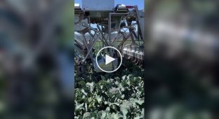 Агробот для сборки брокколи