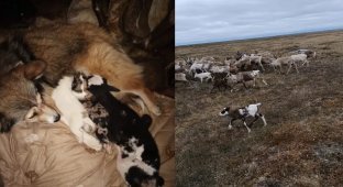 Собака согрела и накормила новорожденного оленёнка (4 фото + 1 видео)