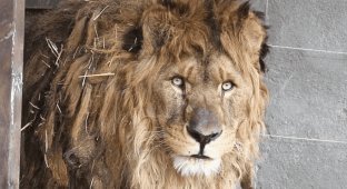 Після шести років у тісній клітині лев набув довгоочікуваної свободи (6 фото + 1 відео)