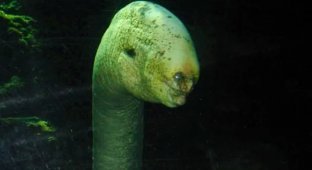 Гигантская мурена (14 фото)