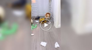 Corgi made a mess and left the stage with a guilty look