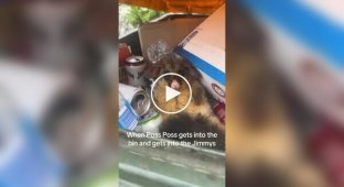 A possum climbed into a dumpster and got drunk on beer