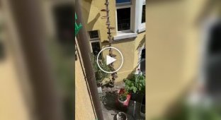 Лестница для кота
