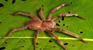 A dangerous spider that you can accidentally buy along with fruit (5 photos)