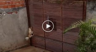 Собака научилась сбегать из дома хозяйки через ворота