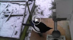 Swedish magpies work for the benefit of society - they remove garbage from the streets
