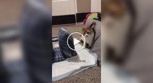 Кормушка для кошки-инвалида