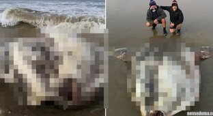 A giant fish washed up on the shore in Australia (8 photos)