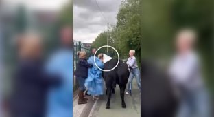 Школьница приехала на выпускной на корове