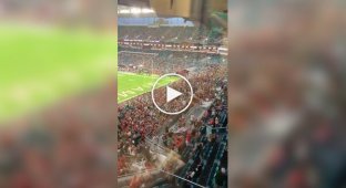 Fans saved a cat that fell from the upper tier of the stadium