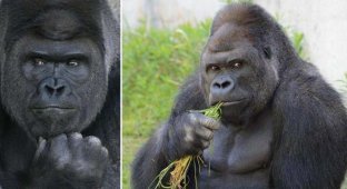 Самец гориллы сводит японских девушек с ума (7 фото)
