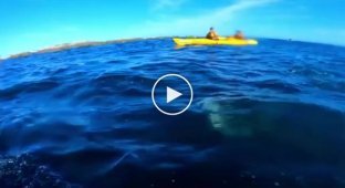 Тюлень отвесил туристу пощечину телом осьминога