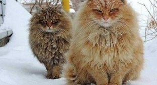 15 photos that show why red cats are the best (16 photos)