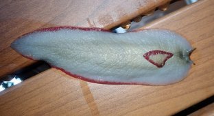 The Red Triangular Slug and Its Unusual Way of Protecting Itself (4 photos)