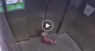 Самое глупое что может быть в жизни у пуделя