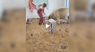 Счастливые телята: когда жизнь лучше, чем у людей