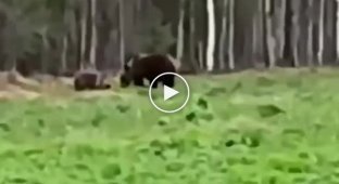 Come on, run away from here!: a Russian shouted a she-bear with cubs away