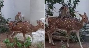 Indian students filmed a monkey riding a deer (4 photos + 1 video)