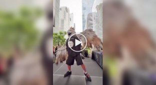 У Нью-Йорку пройшов фестиваль голубів