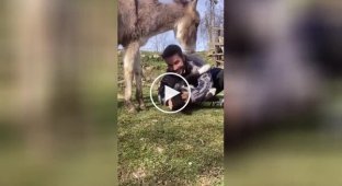 “I want it too!”: the donkey demanded a hug from the man