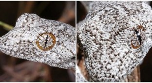 In Australia, found a new species of geckos with cosmic eyes (5 photos)