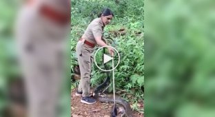 Fearless Woman Caught a King Cobra