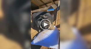 Нашел счастье: домашний кабанчик стал мегазвездой из-за реакции на подарок хозяйки