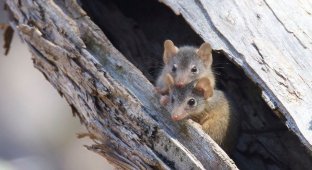 Самцов сумчатых мышей убивает брачный период (9 фото)