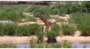Чудом спасшийся от крокодила жираф попал в лапы львам (4 фото + 1 видео)