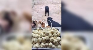 Собаки пришли на завтрак