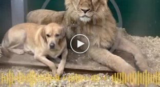 The dog became a foster mother to a lion and led the tigers in the zoo of Irkutsk