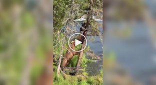 Maternal instinct in the wild