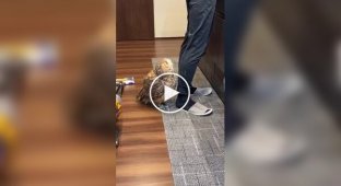 Недовольная, но культурная сова