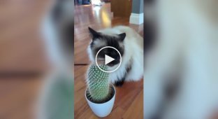 The cat uses a cactus as a scratcher