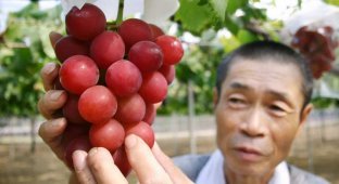 Продукты для очень богатых людей (10 фото)