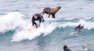 Морской лев помогает серферу поймать волну (4 фото)