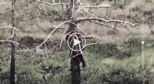 A kamikaze drone knocks an occupier out of a tree