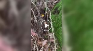 Встреча поляка с лягушкой