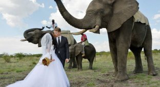 Фотоистория одной африканской свадьбы (18 фото)