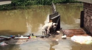 Страшные последствия наводнения в Луизиане. Две собаки оказались «запертыми» в воде 16 часов