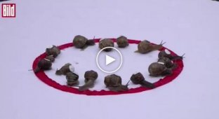 England hosted the World Snail Racing Championship