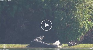 Выдра покусала крокодила в Замбии