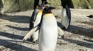 Зоологи восемь лет называли женским именем самца-пингвина (2 фото)